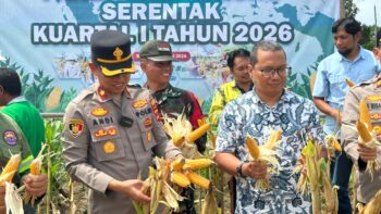 Dukung Swasembada Pangan, Polres Kotabaru Gandeng Dinas Terkait dan Poktan Maju Bersama Panen Jagung