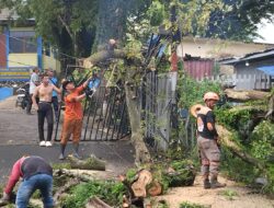 Pohon Besar Depan Dinas PUPR Kotabaru Tumbang Timpa Kantor Sekretariat PWI, BPBD Sigap Evakuasi