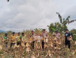 Program Ketahanan Nasional, Polsek Pamukan Barat Bersama Warga Panen Jagung Serentak