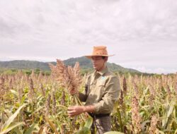 Meski Sebagai Tokoh Agama, Ketua LDII Tanah Laut Kembangkan Pangan Alternatif Melalui Budidaya Sorgun