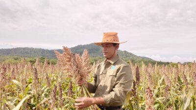 Meski Sebagai Tokoh Agama, Ketua LDII Tanah Laut Kembangkan Pangan Alternatif Melalui Budidaya Sorgun