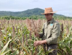 Meski Sebagai Tokoh Agama, Ketua LDII Tanah Laut Kembangkan Pangan Alternatif Melalui Budidaya Sorgum