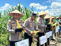 Dukung Swasembada Nasional, Polres Kotabaru Bersama Poktan Panen Raya Jagung Di Area PT. MSAM 2