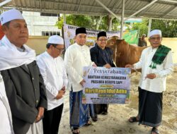 Bantuan Sapi Kurban Presiden Disalurkan Pemkab Kotabaru ke Masyarakat Melalui Pengurus Masjid Jami 