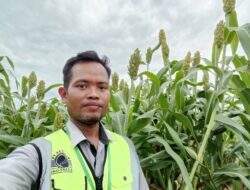 Sorgum dan Harapan Baru Pangan Sehat Indonesia